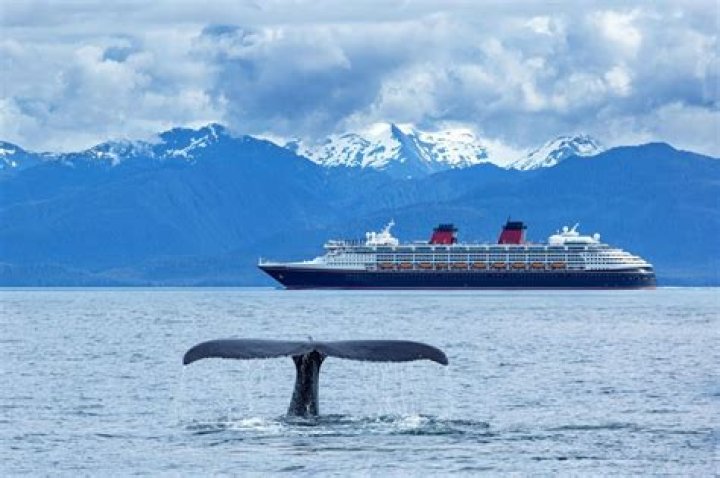 Alaska Whale-Watching Cruise: Everything You Need To Know