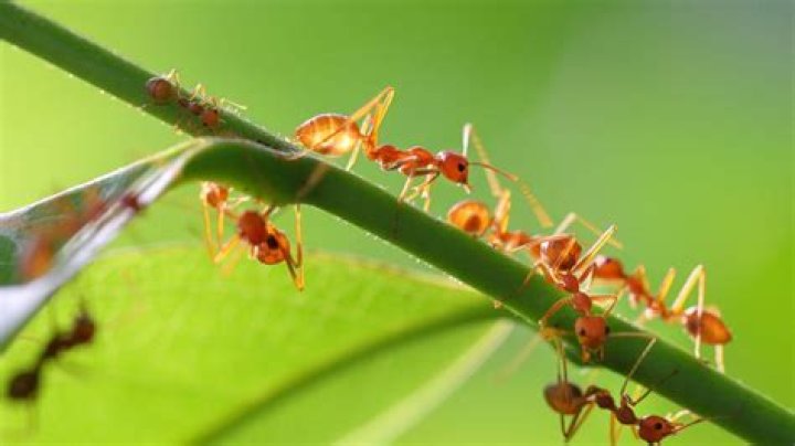 Are ants attracted to Cedar?