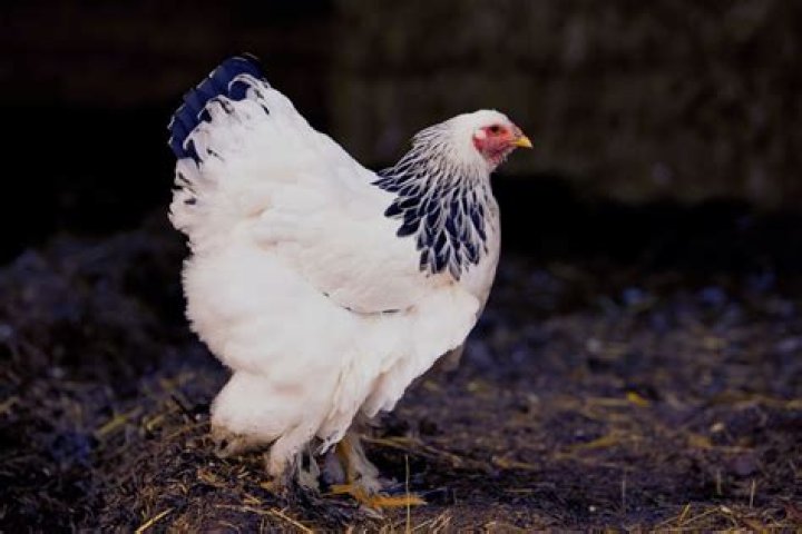 Are Brahma chickens good layers?