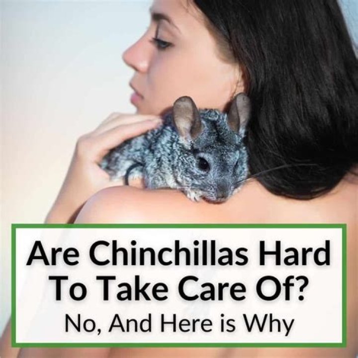 Are chinchillas hard to take care of?