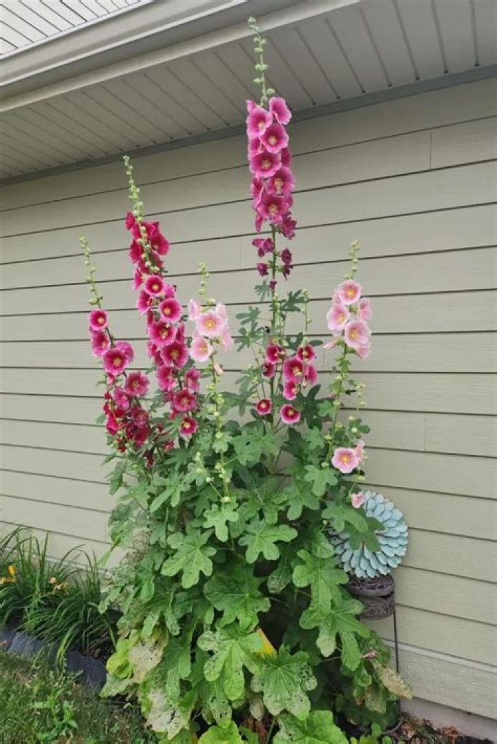 Are hollyhock leaves edible?