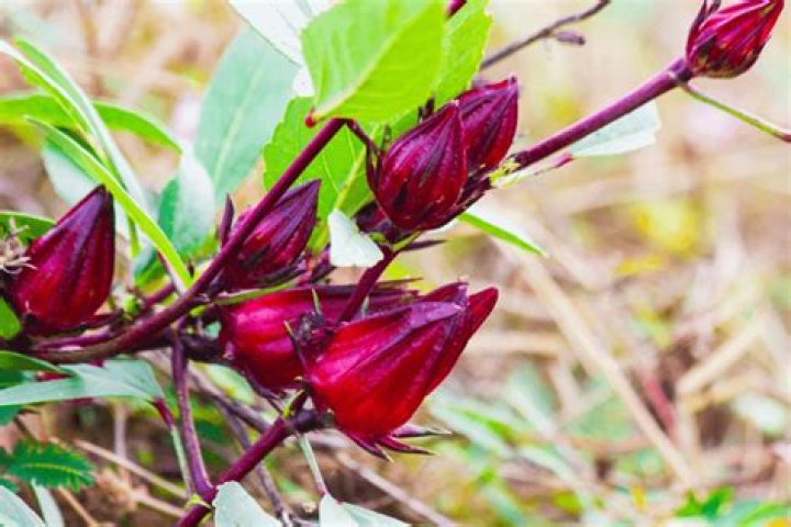 Are sorrel and hibiscus the same thing?
