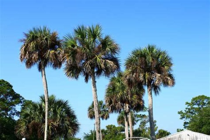 Are there palm trees in Wilmington North Carolina?