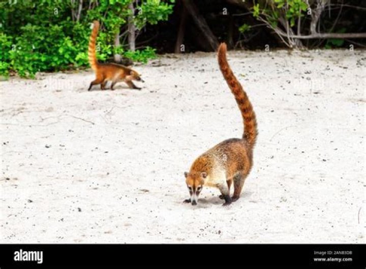 Are there raccoons in Cancun?