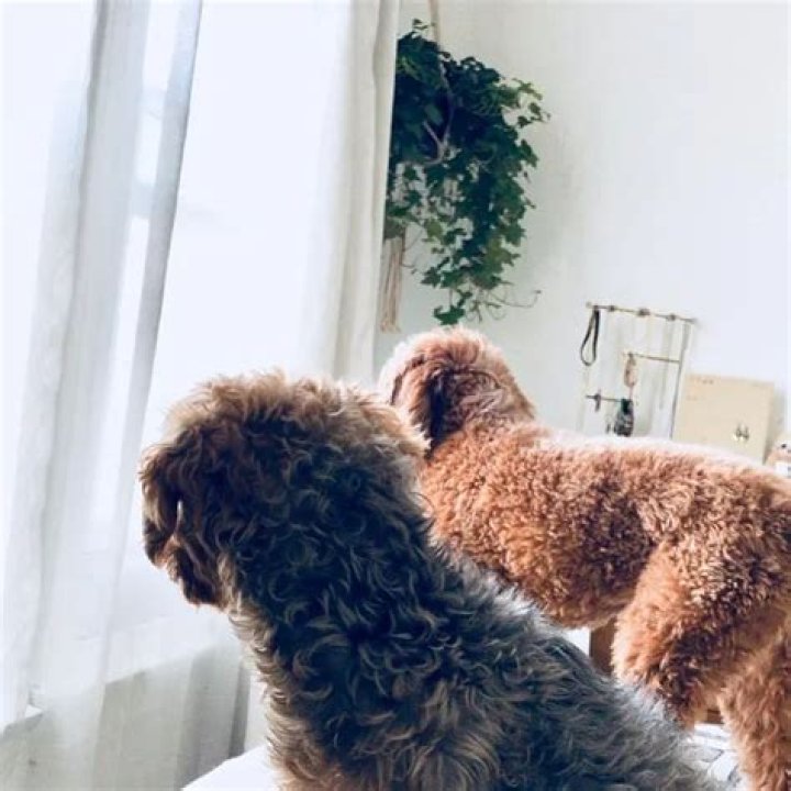 Arryn Zech Pets - Celebrity Pets
