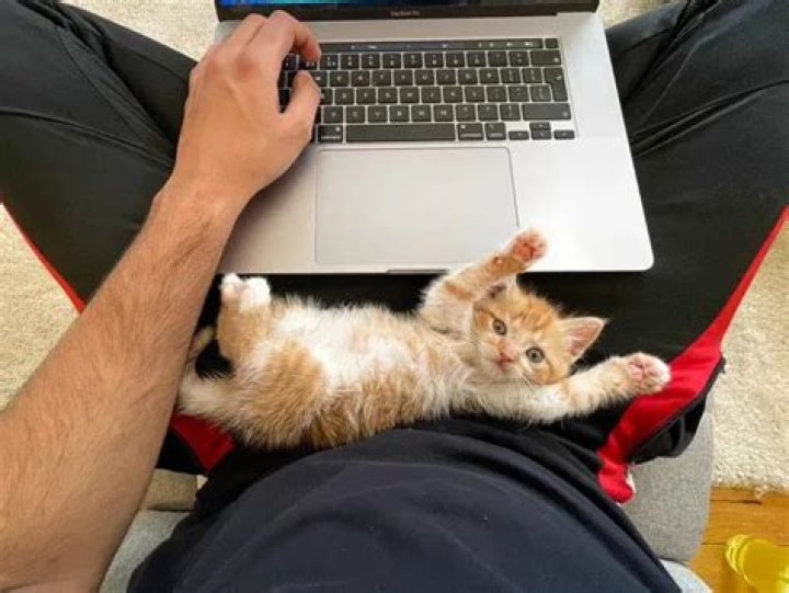 Arun Maini (Mrwhosetheboss) Pets - Celebrity Pets