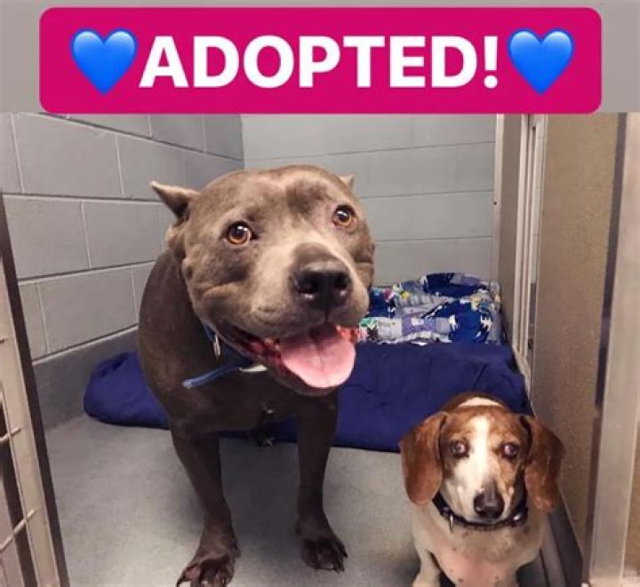 BFF Dogs Tragically Separated After Adoption: Reunited At Last