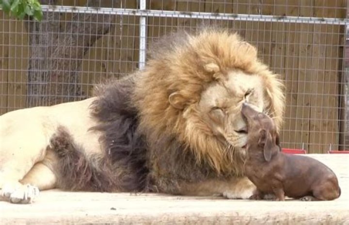Bonedigger and Milo: as unlikely friendship between a dachshund and a lion