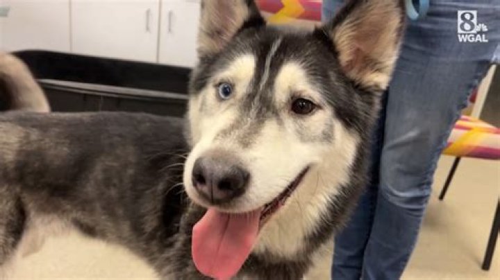 Bret Michaels adopts hero husky dog named after him