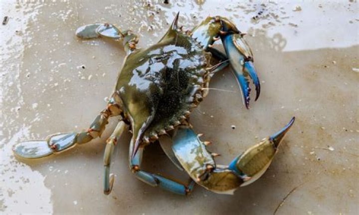Can blue crabs live in tap water?