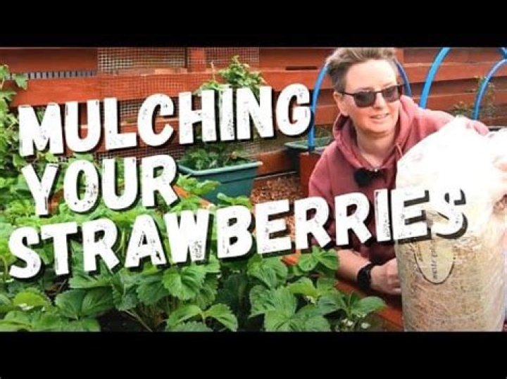 Can I use hay instead of straw for strawberries?