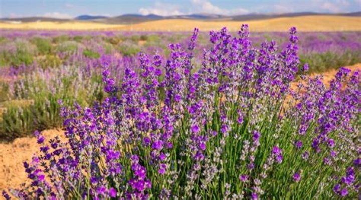 Can lavender grow in cold climates?