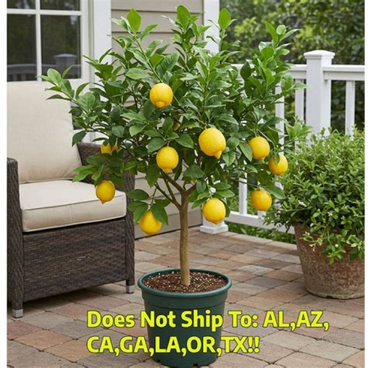 Can lemon trees grow in NY?