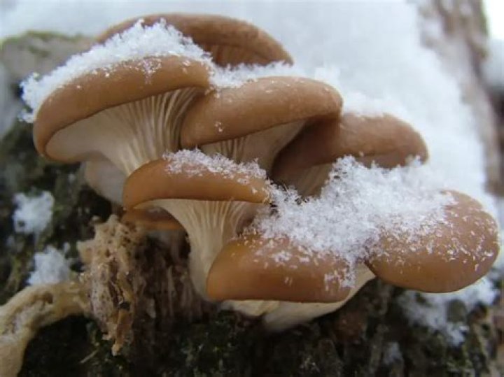 Can mushrooms grow in cold weather?
