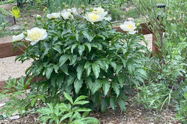 Can peonies grow in Miami?