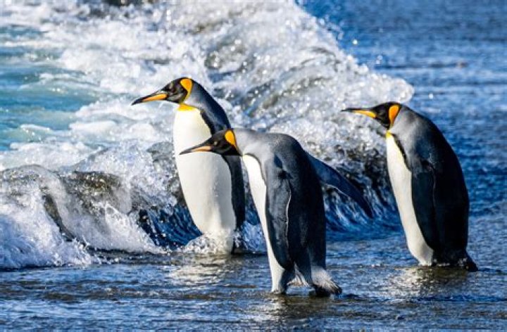 Can you eat guano?