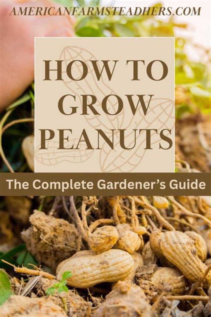 Can you grow peanuts in Maine?