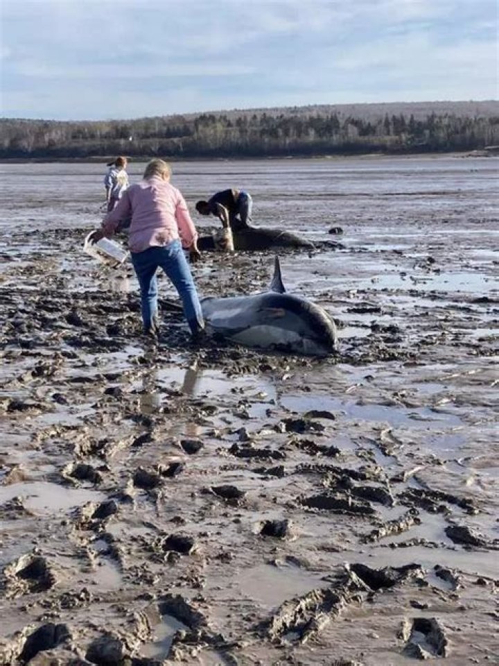 Canadian woman assembles rescue team to save 16 stranded dolphins