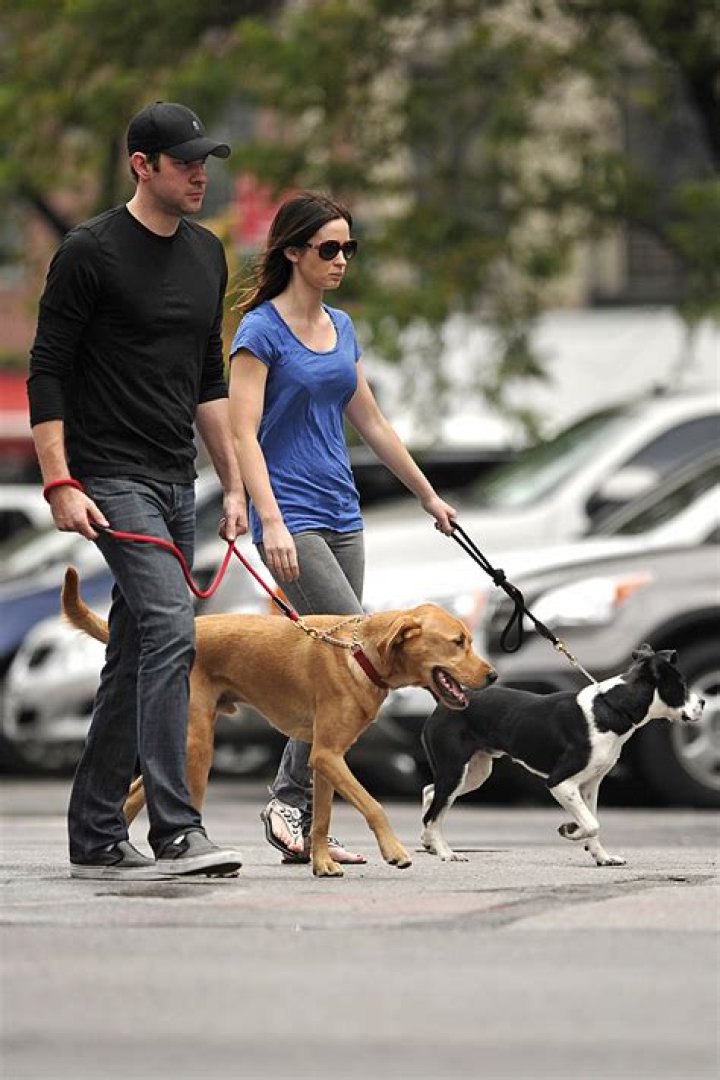 Cele|bitchy | cumberbatch dog1