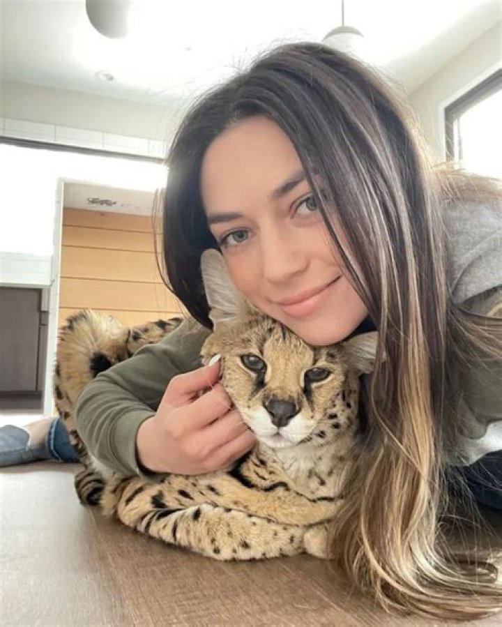 Chloe The Serval – A 30-pound African Cat The Internet is Obsessed With