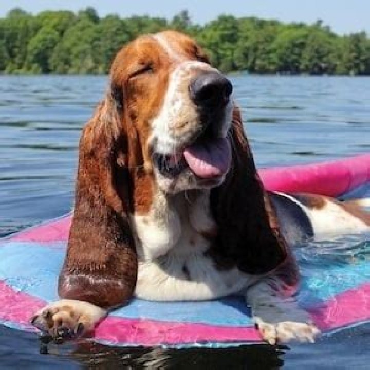 Dean The Basset - Age, Family, Bio