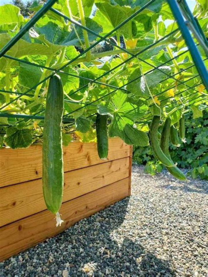 Do cucumbers keep ants away?