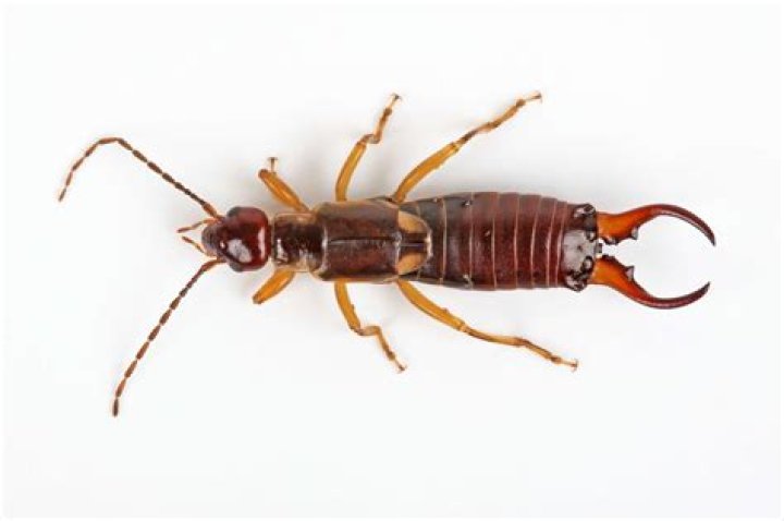 Do earwigs carry disease?