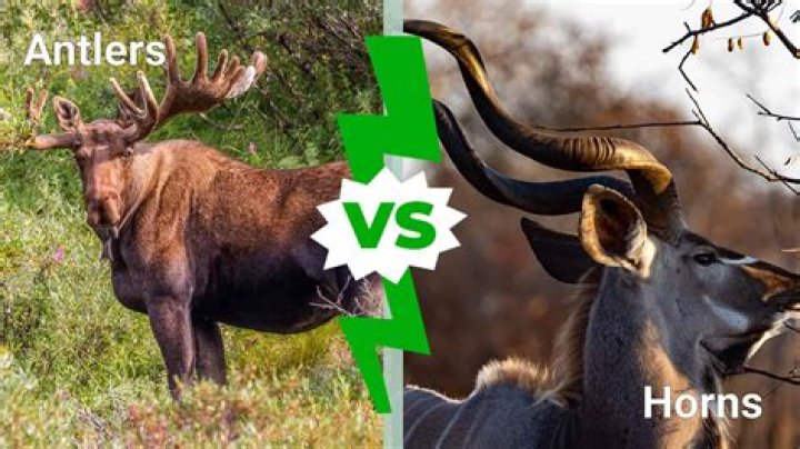 Do goats have antlers or horns?
