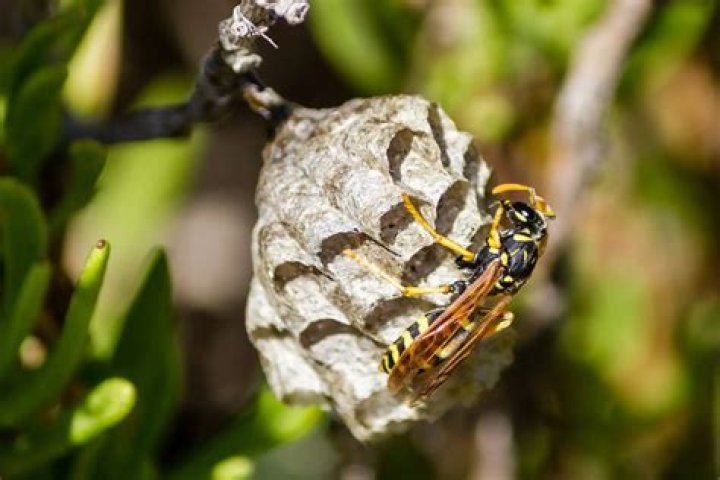 Do honey bees nest in roofs?
