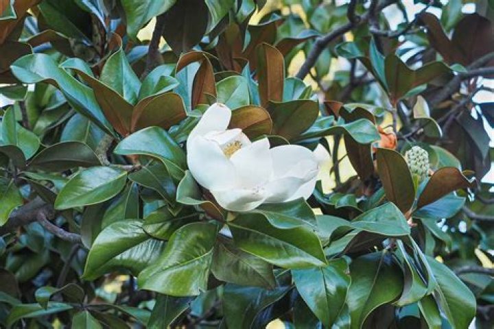Do magnolia trees grow in Colorado?