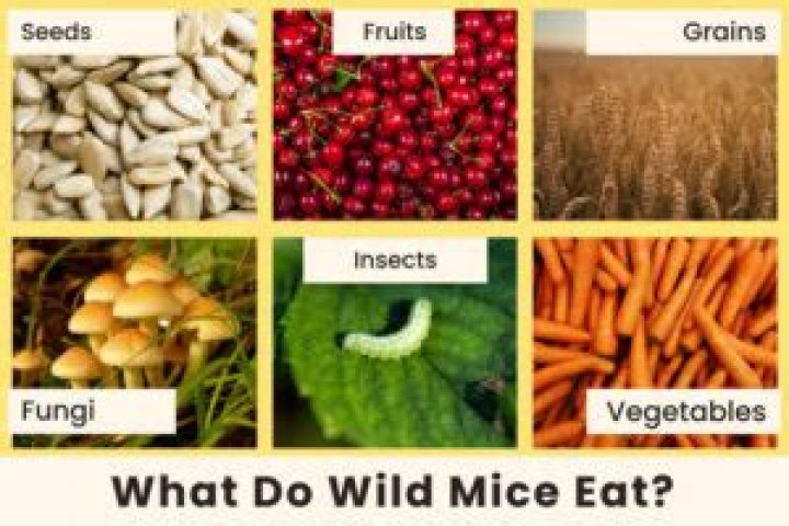 Do mice eat plant leaves?