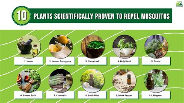 Do mums repel mosquitoes?