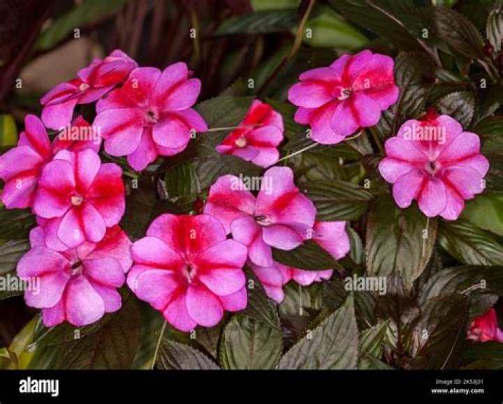 Do New Guinea impatiens need a lot of water?