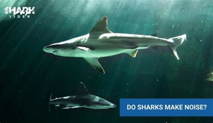 Do sharks make noise out of water?