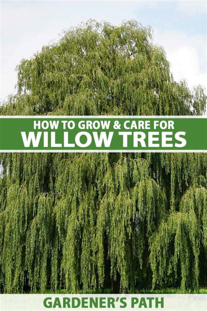Do willow trees grow in Michigan?