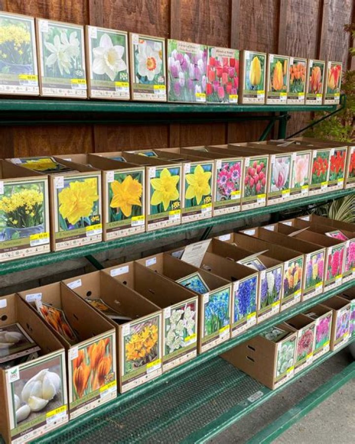 Does Ace Hardware carry plants?