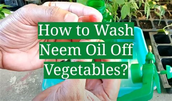 Does neem oil wash off with rain?