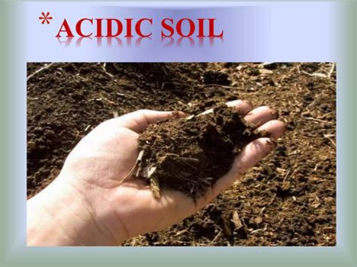 Does sweetcorn like acidic soil?