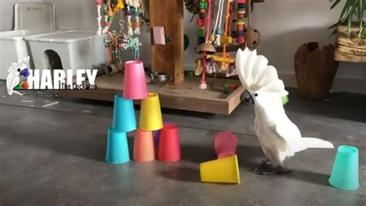 Harley the Cockatoo Terrorizes Table Settings Daily