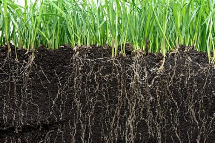 How deep do bermuda grass roots grow?