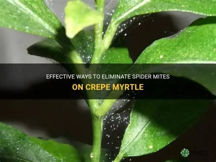 How do I get rid of spider mites on my crepe myrtle?