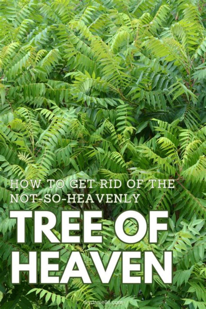 How do I get rid of tree helicopters?