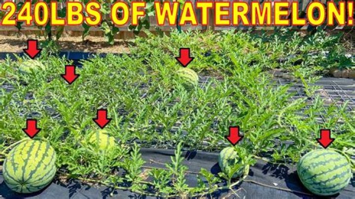 How do I protect my watermelon from rodents?