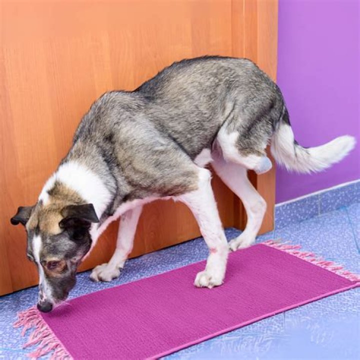 How do you amputate a dog's tail?