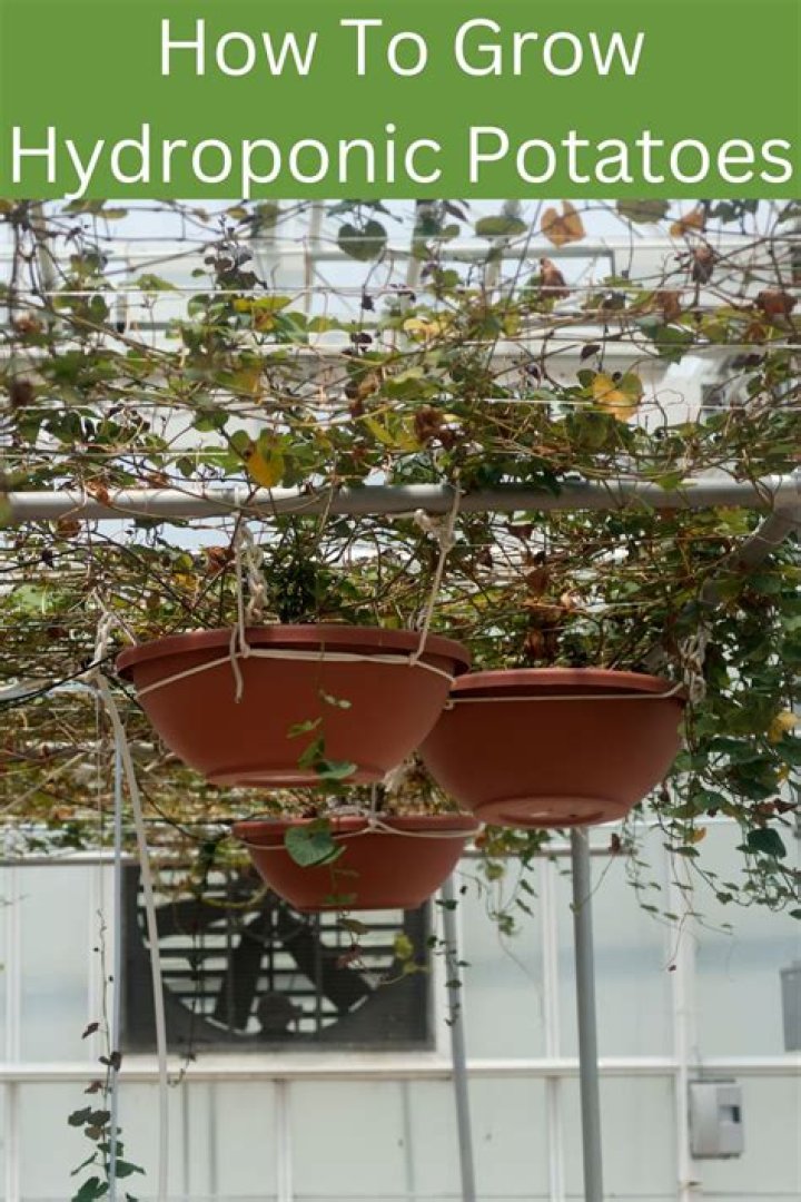 How do you grow hydroponic potatoes?