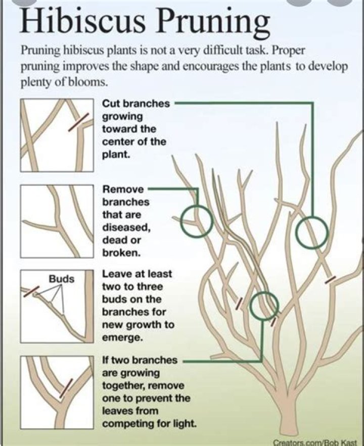 How do you prune a pencil plant?