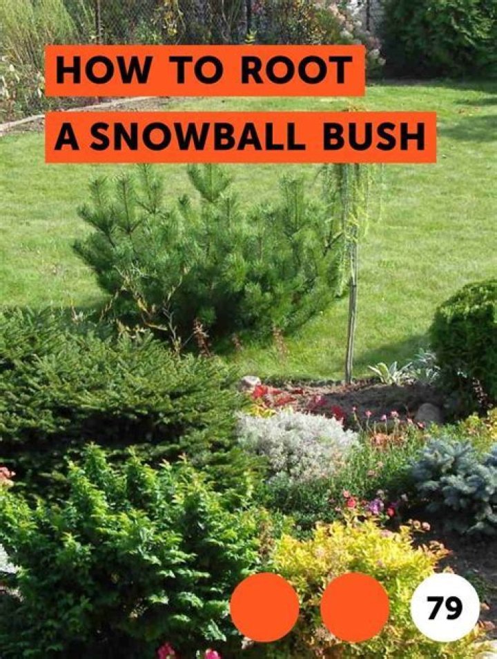 How do you root a snowball bush?
