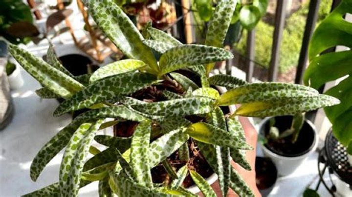 How do you take care of a leopard lily plant?