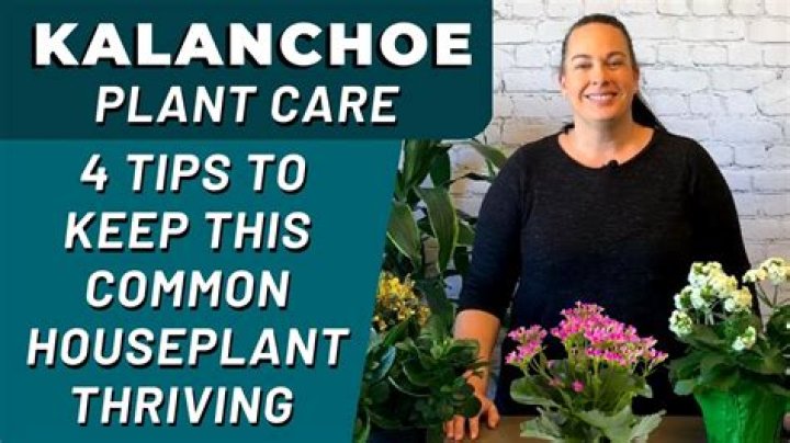 How do you take care of a mini kalanchoe?