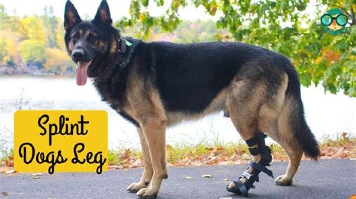 How do you tell if a dog’s leg is broken?